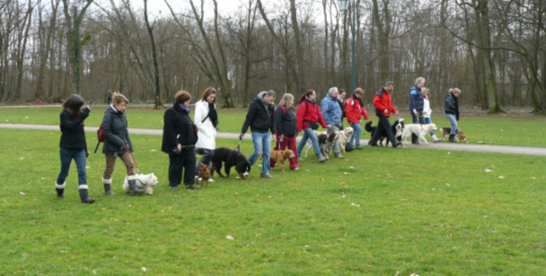 Comportementaliste canin séance collective