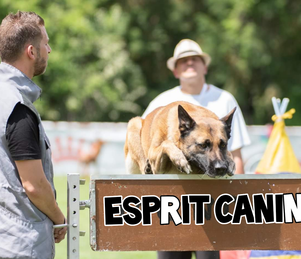 concours canin agilité